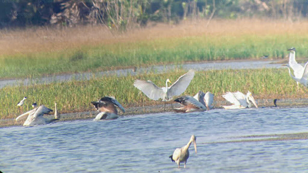 Birdwatching from Sigiriya