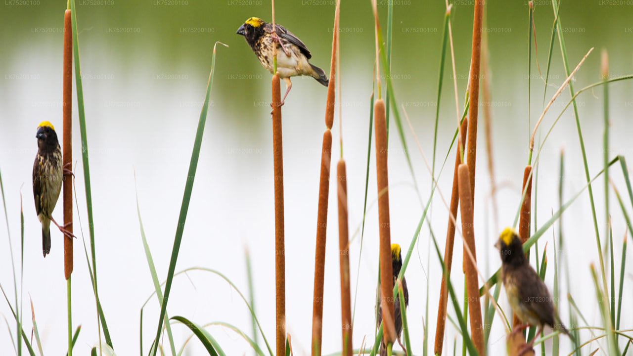 Birdwatching from Sigiriya