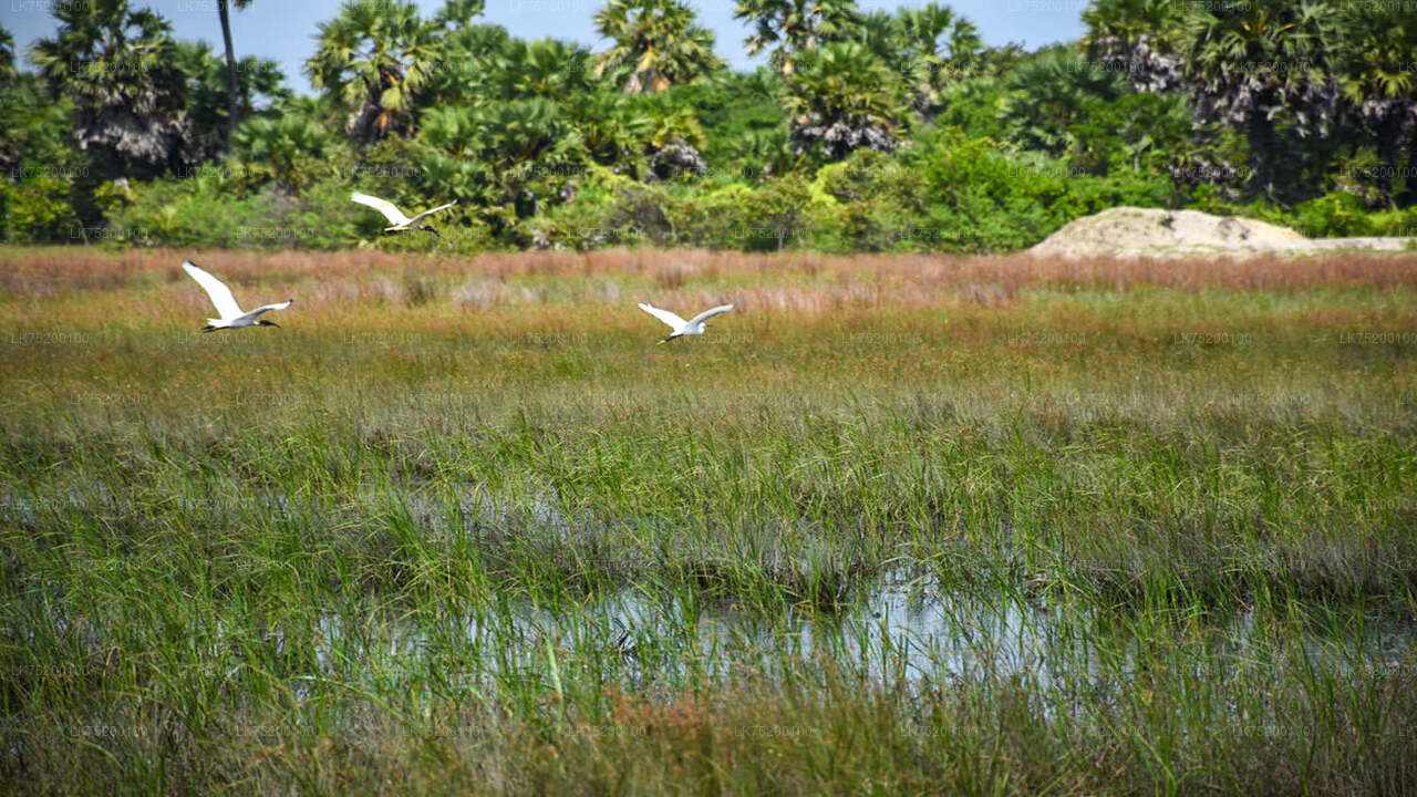 Birdwatching from Sigiriya