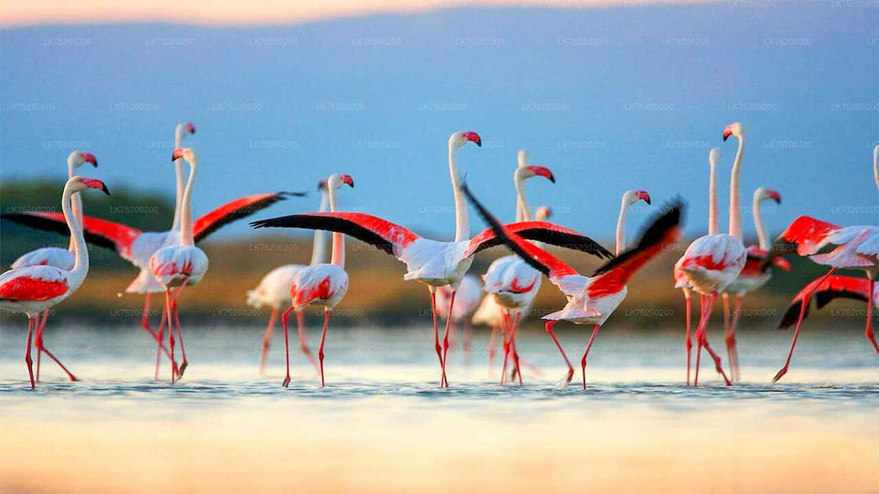 Birdwatching in Chundikulam National Park