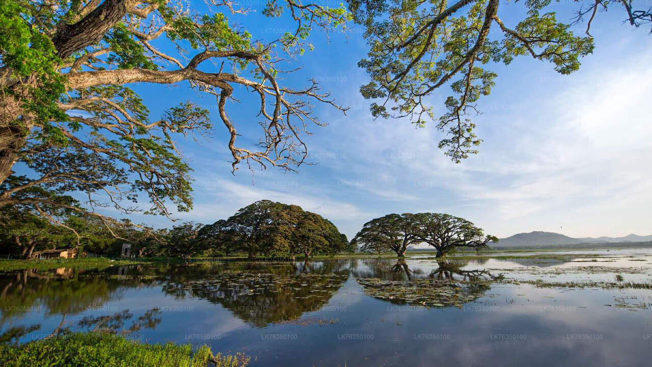 在 Tissamaharama Lake 乘船游览