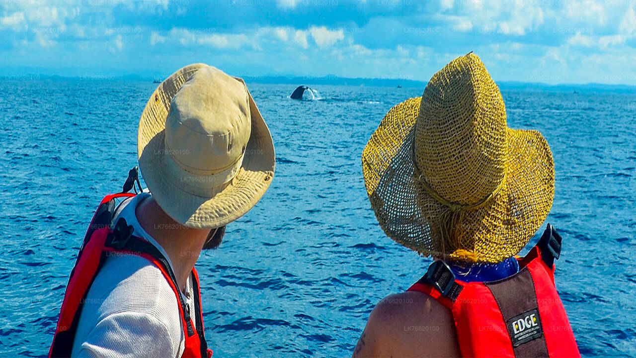 Whale Watching Boat Tour from Talpe