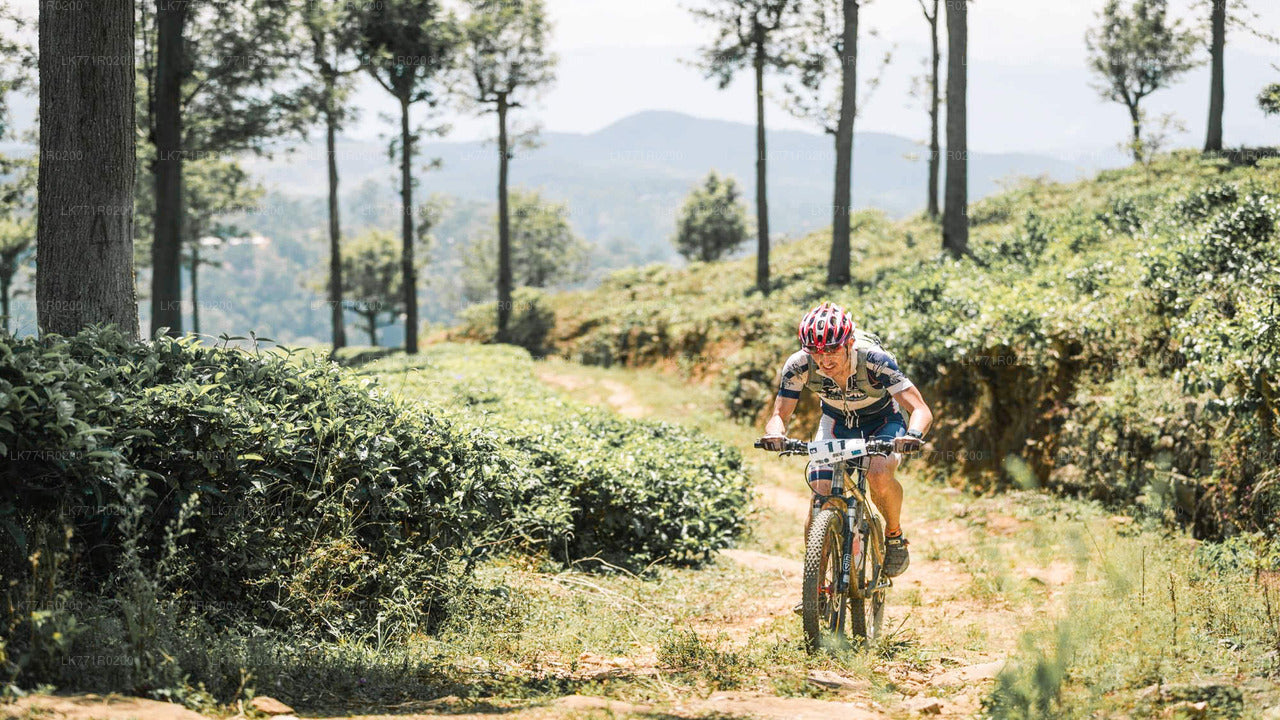 Tea Trails by Bicycle from Nuwara Eliya