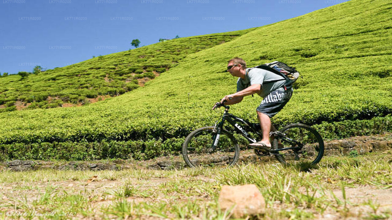 Tea Trails by Bicycle from Nuwara Eliya