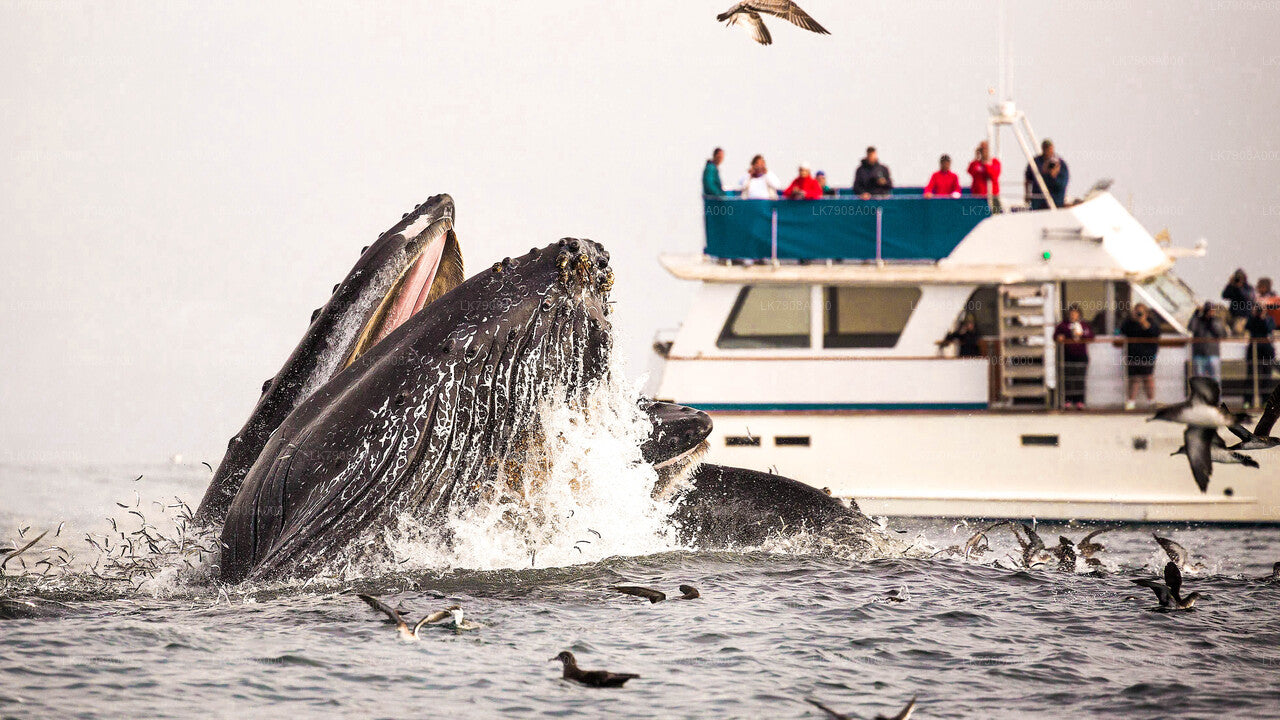 Whale Watching Yacht Tour from Mirissa